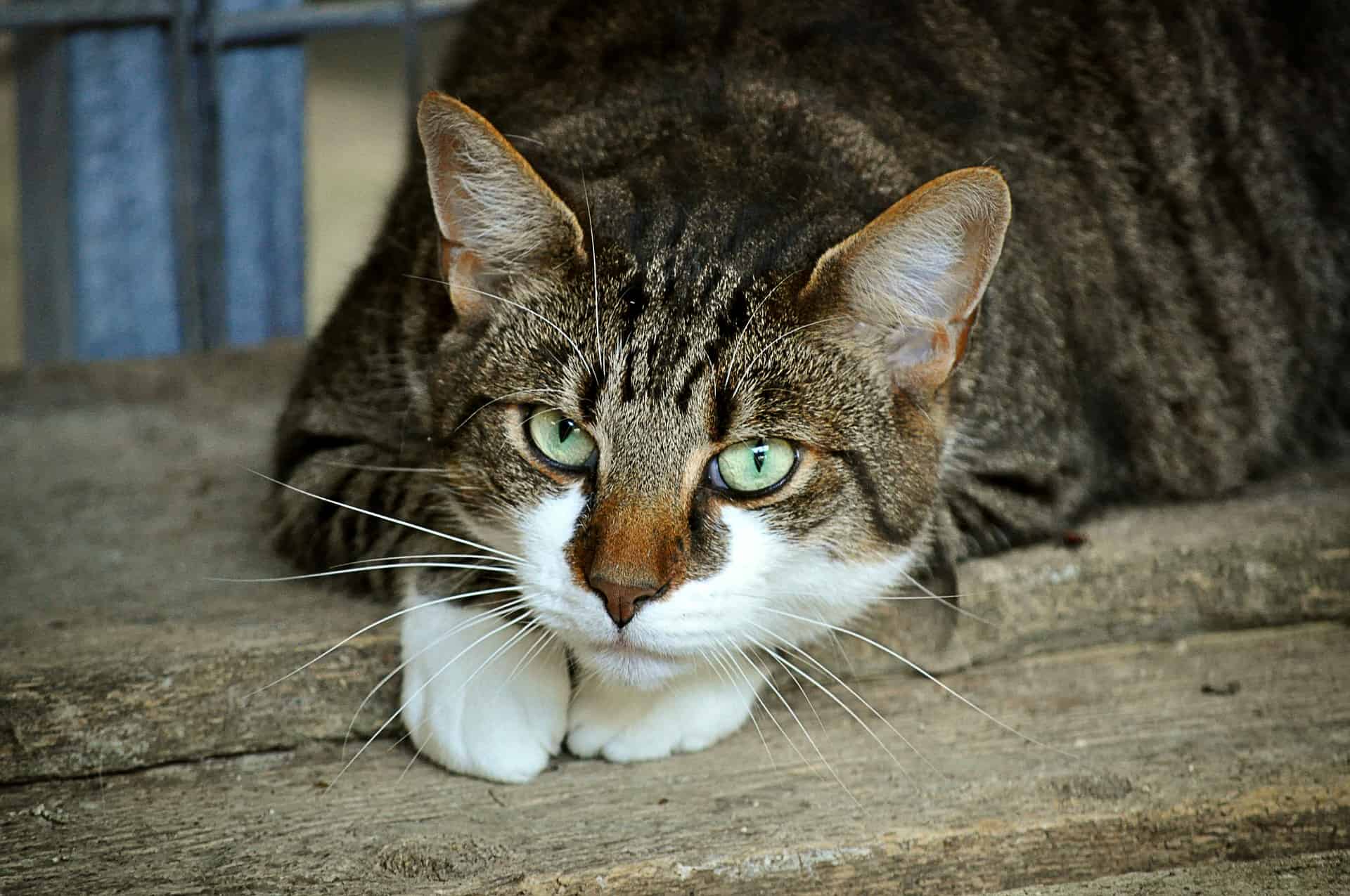 air purifier cat litter