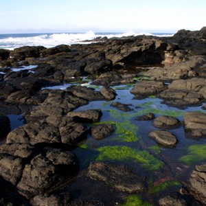 Abundance of algae causes allergy symptoms in Santa Cruz residents